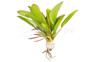 Red Melon Sword (rooted) :: 80231
