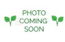 Cabomba Purple - bunch :: 80241