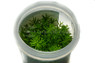 Pogostemon erectus Cup AT :: 80523