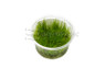 Taxiphyllum barbieri Cup AT :: 80534