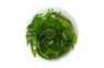 Helanthium quadricostatus Cup AT :: 80541