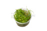 Helanthium vesuvius Cup AT :: 80560