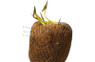 Pond Lily Tuber Yellow with media (single) :: 88992