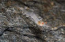 Pinocchio Shrimp :: 20071