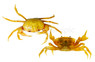 Banana Crab :: 32655