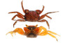 Tomato Crab :: 42879