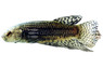 Copper Alien Betta, Male :: 24758