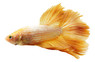 Golden Sunshine Betta, Male w/cup :: 31348
