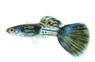 Blue Sapphire Guppy, Male :: 33369