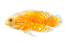 Oscar, Albino Red Tiger Nemo :: 34817
