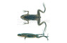 Dwarf Zaire Frog :: 37124