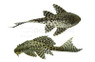 Butterfly Orinoco Plecostomus L-168 :: 43287