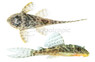 King Tiger/Scribble Plecostomus L-066 :: 44462