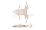 Dwarf Zaire Platinum Frog :: 47506