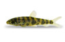 Eight Spotted Leporinus :: 55969
