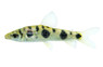 Eight Spotted Leporinus :: 55969