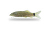 False Hora's Loach :: 59469