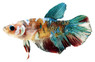 Plakat Candy w/cup, Male :: 77059
