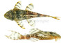 Iquitos Tiger Plecostomus L-226 :: 91477