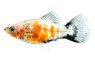 Silver Redtop MM Platy :: 99899