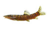 Chinese Golden Zebra / Twelve-banded Loach :: 88794