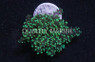 Octopus Branch  Neon Green :: 62469