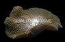 Orange Yellow Tip Carpet Anemone :: 50091