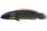 Pike Red Johanna Adult :: 81149