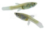 Guppy Feeder :: 33300