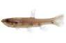 Four Spot Copeina Tetra :: 37793