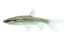 Splashing Tetra :: 71024