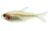 Brazilian Wadai Blueberry Tetra :: 32146