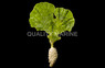 Mermaid's Fan Plant :: 60013