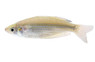 Crimsonspotted / Duboulay's Rainbowfish :: 41959