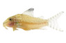 Blacktop Acutus :: 42033