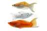 Mixed Sailfin Lyretail Molly :: 53415