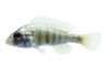 Hippo Point Salmon :: 18152
