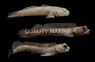 Assorted Goby :: 18608