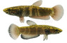 Pair Albimarginata :: 66288