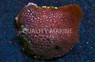 Leptastrea Coral :: 52235