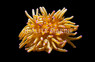 Colored Malu Anemone :: 50020
