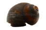 Orange Speckle Papuan Nerite Snail :: 78267