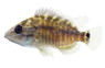 Blackthroat :: 56401