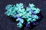 Thick Finger Green :: 40075