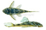 Lujans Plecostomus L-127 :: 58807