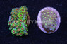 Flower Pot Short Polyp Green :: 24757