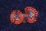 Zoa, Utter Chaos :: 71937