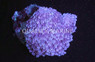 Xenia True Pulsiing :: 55545