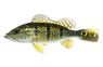 Intermedia Peacock Bass Cichlid :: 59839