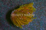Torch, 24k Gold Frag :: 21282